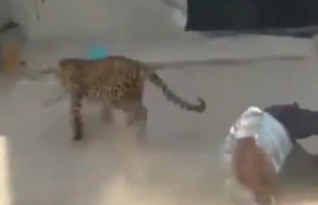 В Індії дикий тигр зайшов у будинок (ВІДЕО)