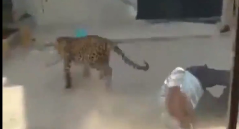 В Індії дикий тигр зайшов у будинок (ВІДЕО)