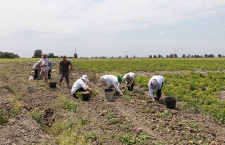 У «ДНР» хочуть відправляти студентів збирати врожай