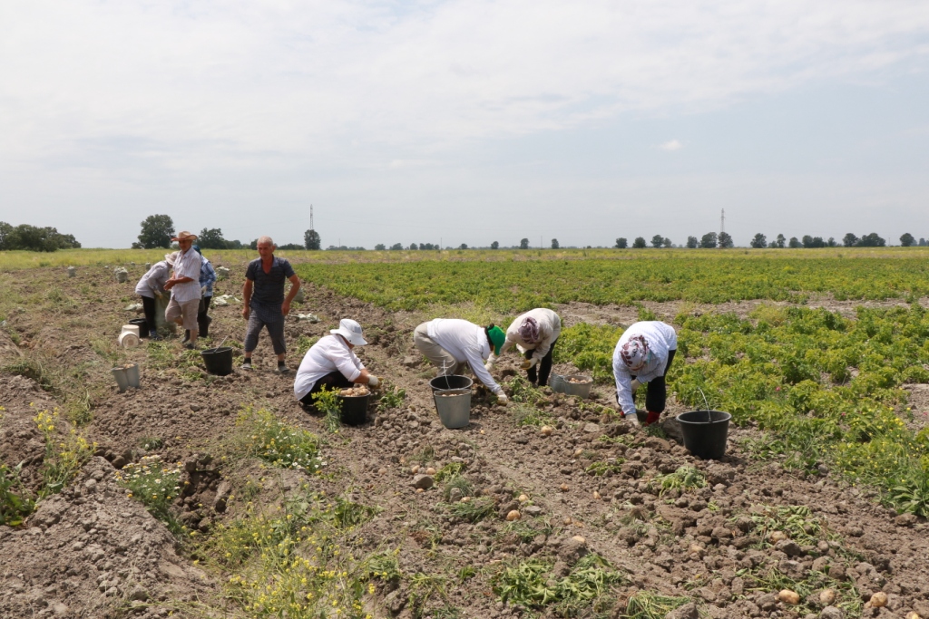У «ДНР» хочуть відправляти студентів збирати врожай