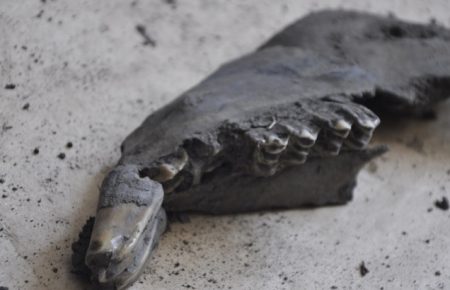У Калуші науковці зробили експертизу знайдених кісток «доісторичної» тварини