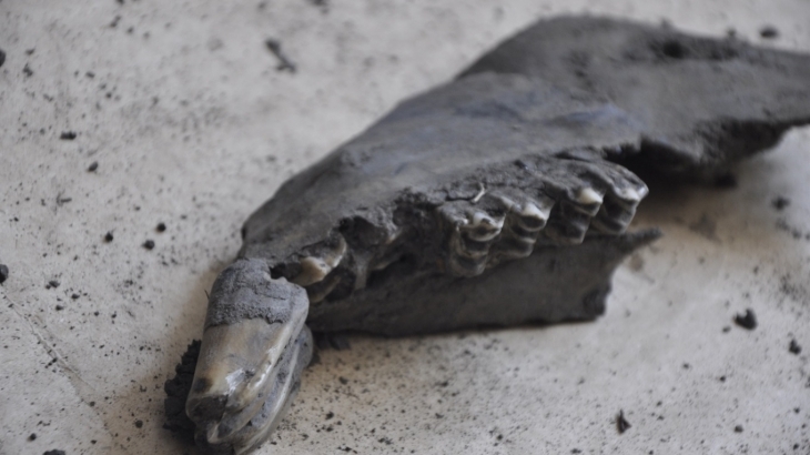 У Калуші науковці зробили експертизу знайдених кісток «доісторичної» тварини