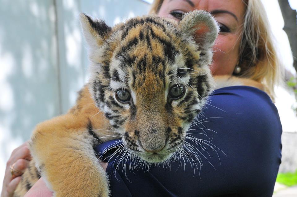 Працівниці луцького зоопарку виходили тигреня (ФОТО)