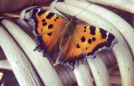 Чому у Києві нашестя метеликів? Пояснює ентомолог (ФОТО, ВІДЕО)