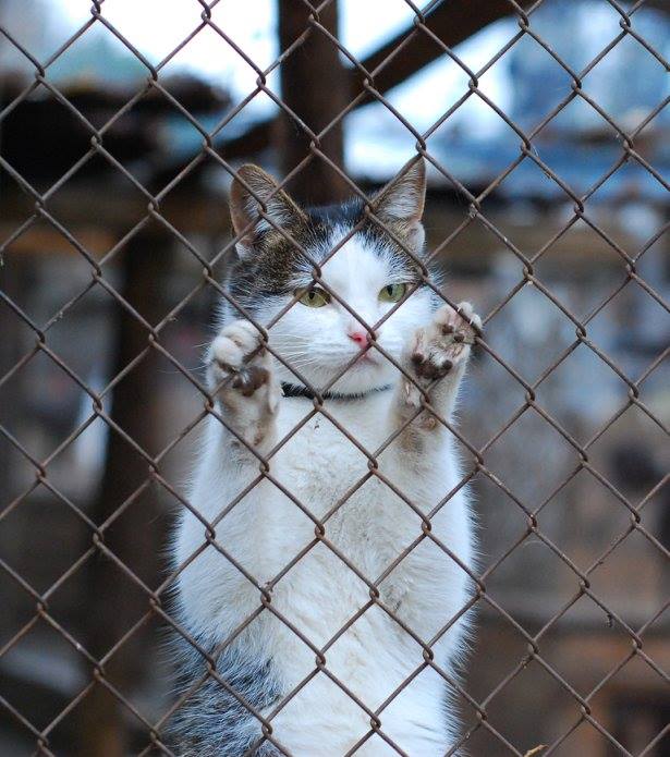 Що робити з безпритульними тваринами у Києві?