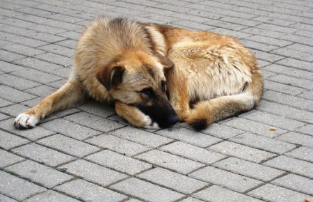 Як побороти жорстокість до тварин і змінити долю безпритульних собак? (ФОТО)