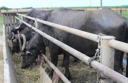 Як на Закарпатті відновлюють популяцію унікального карпатського буйвола? (ФОТО)