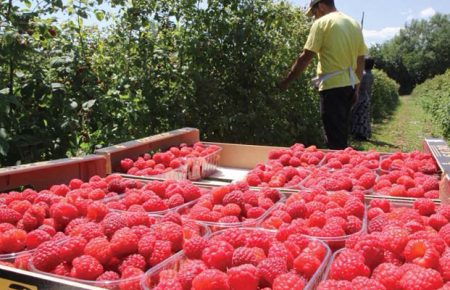 У Сербії та Польщі хочуть обмежити імпорт української малини