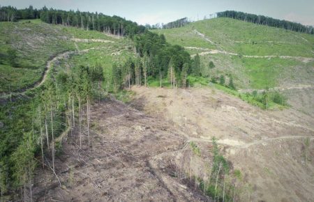 У чому небезпека масових незаконних вирубок лісів на Закарпатті?