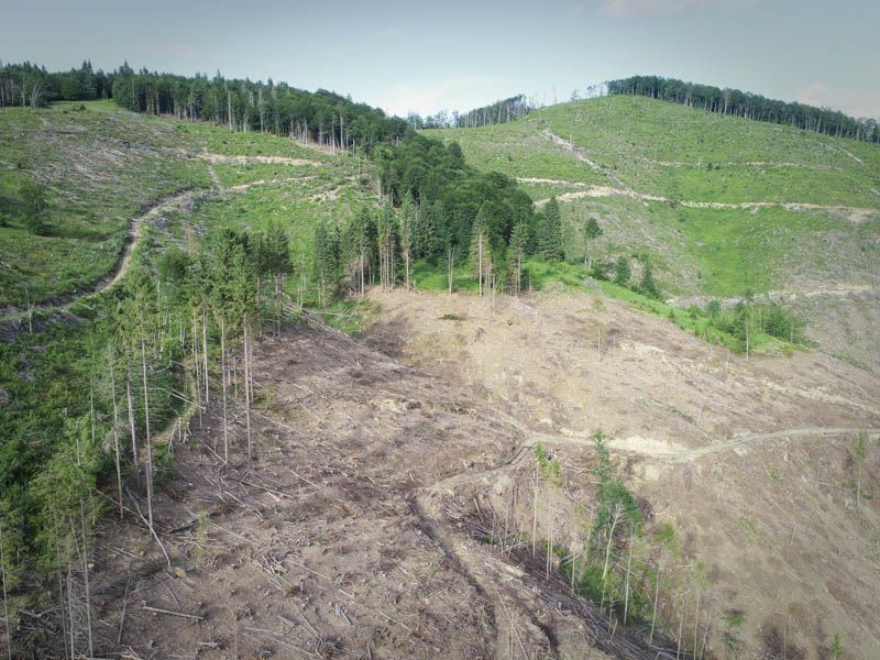 Вперше з 1996 року в Україні проведуть інвентаризацію лісів
