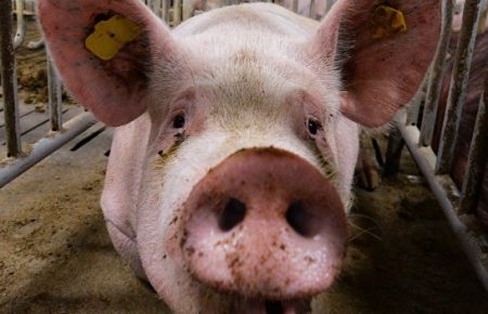 На Одещині спалах африканської чуми свиней, у місті закрили ринок та перевіряють м’ясо, - мер