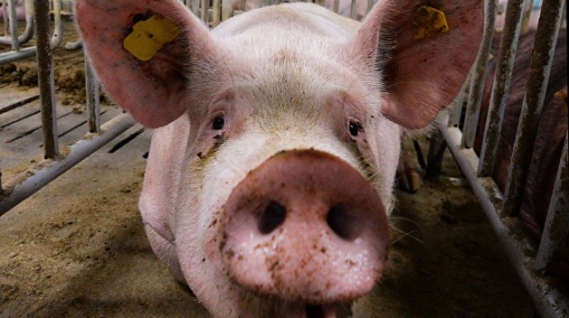 На Одещині спалах африканської чуми свиней, у місті закрили ринок та перевіряють м’ясо, - мер