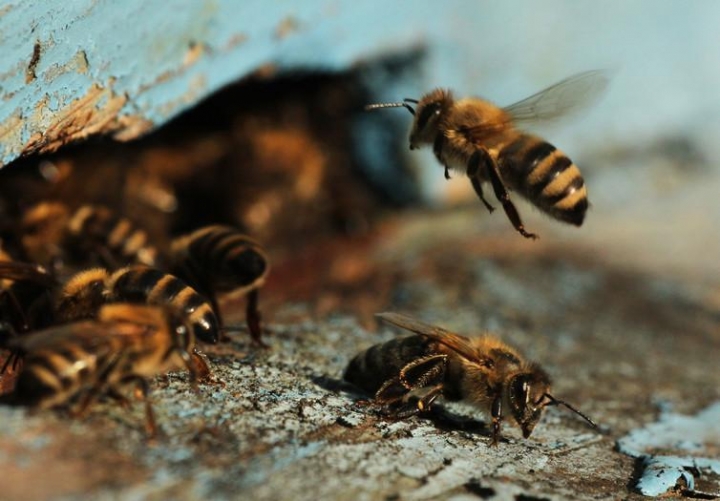 В Україні масово гинуть бджоли