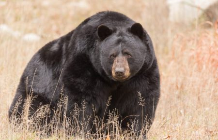 У США поліцейський врятував ведмедя, який застряг в авто (ВІДЕО)