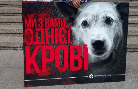 Евтаназія чи вбивство. Зоозахисники у 21 місті протестували проти присипляння тварин у Миколаєві