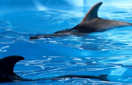 Дельфіни в неволі закінчують життя самогубством