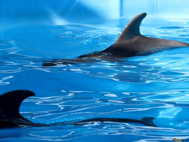 Дельфіни в неволі закінчують життя самогубством