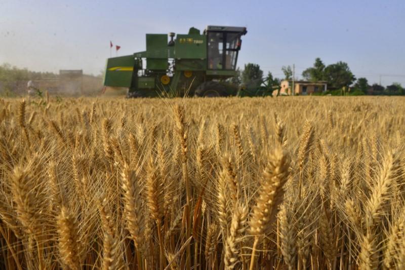 Українські аграрії щорічно просять ЄС про збільшення квот на експорт своєї продукції в Європу — аналітикиня