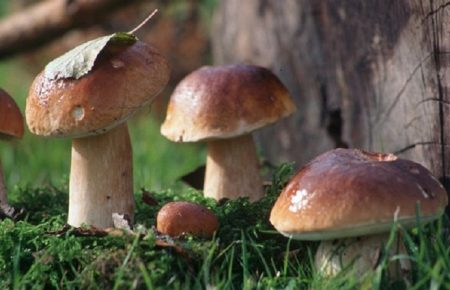 Як не отруїтися грибами: поради МОЗ