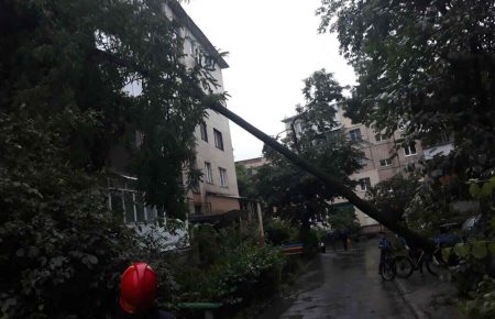 У Вінниці дерево впало на п'ятиповерховий будинок (ФОТО)