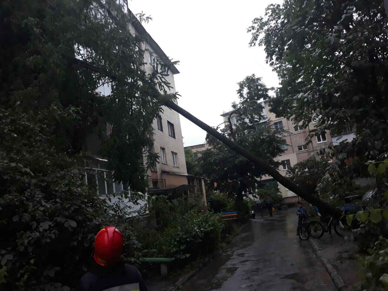 У Вінниці дерево впало на п'ятиповерховий будинок (ФОТО)
