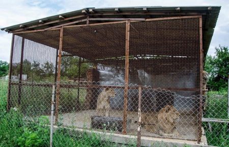 Волонтери ініціюють перевірку готелю через неналежне утримання в ньому левів
