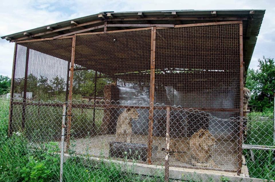 Волонтери ініціюють перевірку готелю через неналежне утримання в ньому левів