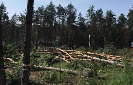 У Гостомелі невідомі вирубують ліс, поліція просить суд арештувати земельну ділянку (ВІДЕО)