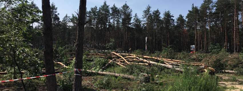 У Гостомелі невідомі вирубують ліс, поліція просить суд арештувати земельну ділянку (ВІДЕО)