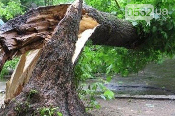 Негода на Полтавщині: на родину впало дерево, у чоловіка влучила блискавка