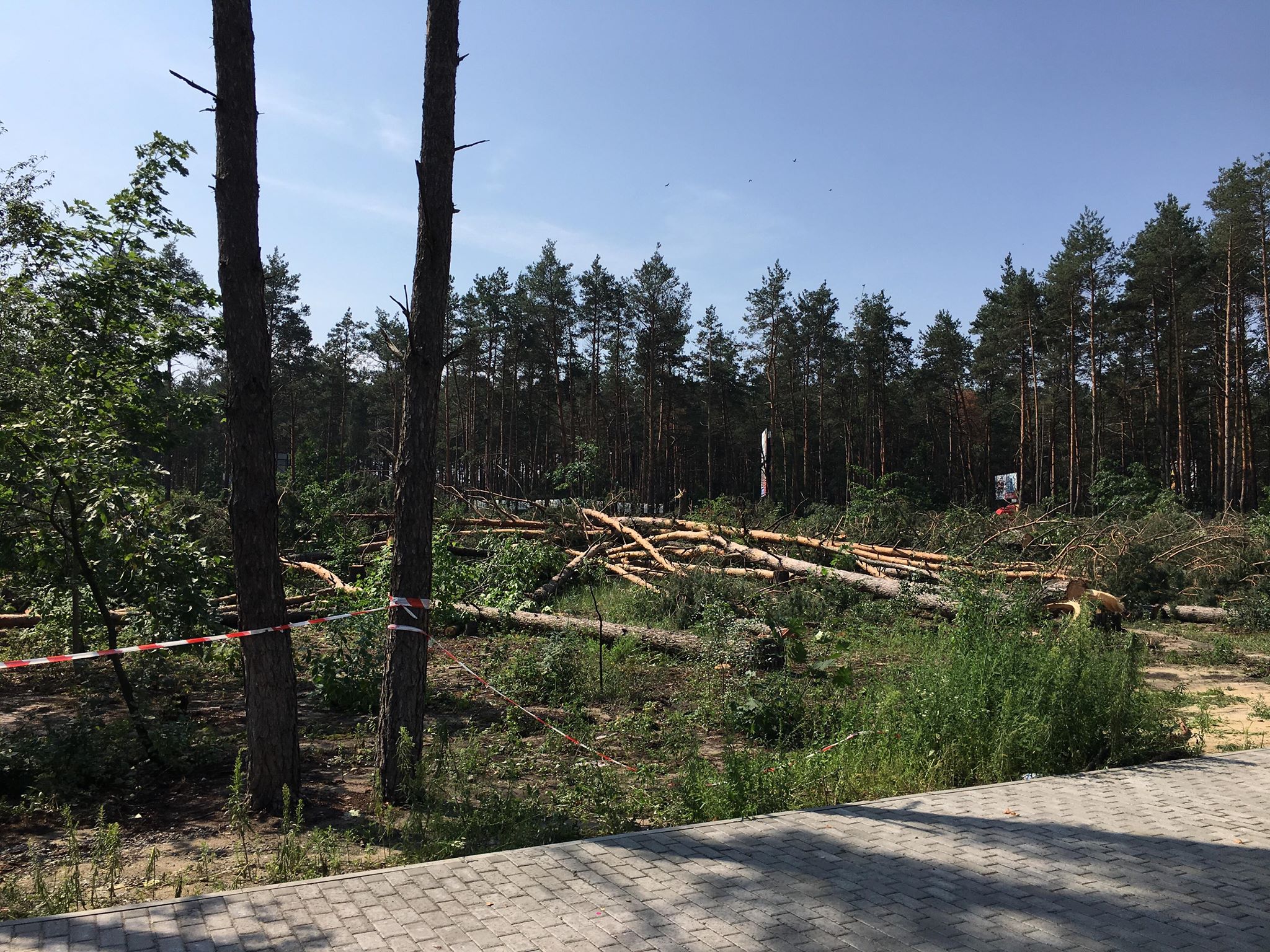 Повалений ліс у Гостомелі: засідання суду відклали
