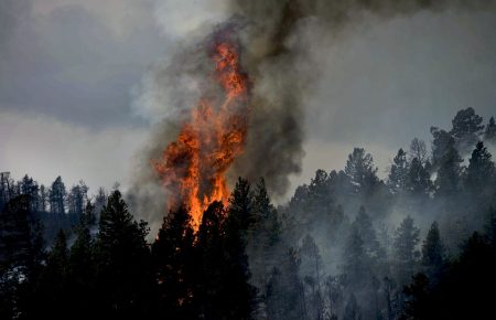 Від початку року в Україні вже сталося близько двох тисяч лісових пожеж, - Тетяна Тимочко