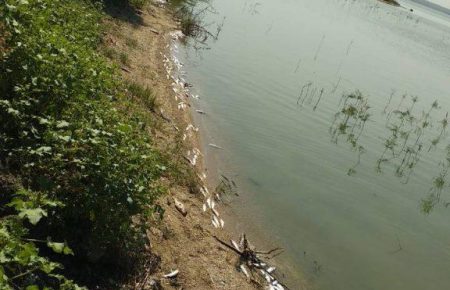 В Одеській області на узбережжя Хаджибейського лиману викинуло мертву рибу (ФОТО)
