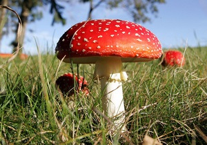 П’ятеро людей отруїлися грибами на Харківщині