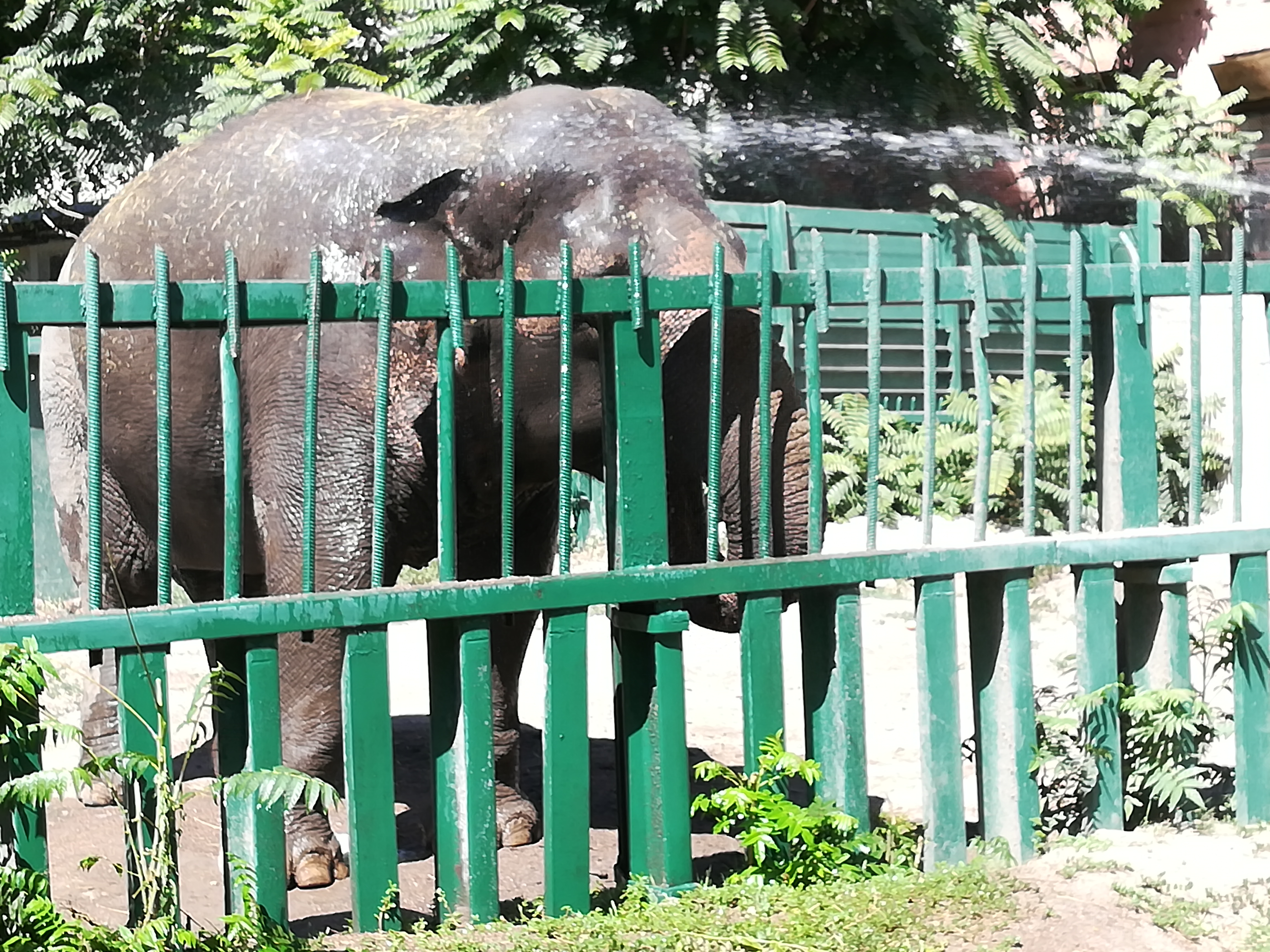 В Одеському зоопарку сьогодні купали слониху (ВІДЕО)