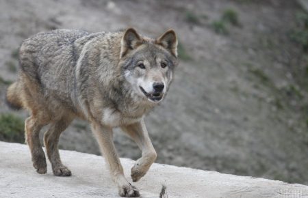В Україні немає фахівців, які могли б контролювати чисельність вовка, - біолог