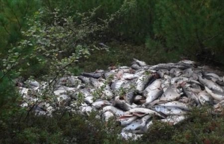 У лісах Камчатки викидають тонни червоної риби — соцмережі (ВІДЕО)