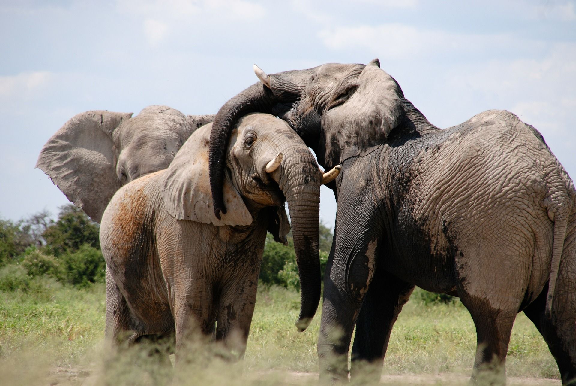На Шрі-Ланці десятки слонів «оплакують» загиблого вожака
