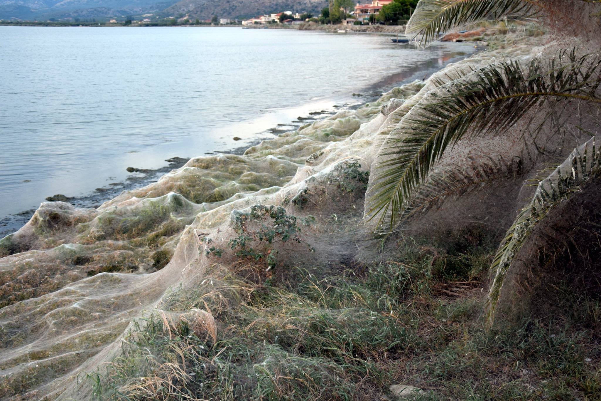 У Греції сотні павуків сплели 300-метрове павутиння