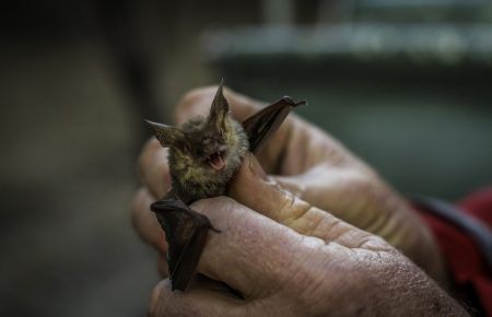 В Індії у кажанів виявили новий вірус, який небезпечний для людини