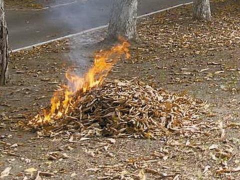 В Україні збільшать штраф за спалення опалого листя