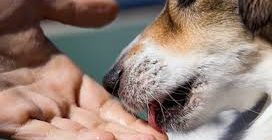 Флешмоб The Snoot Challenge: чому собаки пхають носа у кільце із пальців?