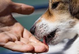 Флешмоб The Snoot Challenge: чому собаки пхають носа у кільце із пальців?