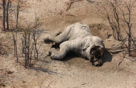 У заповіднику Ботсвани браконьєри вбили 87 слонів