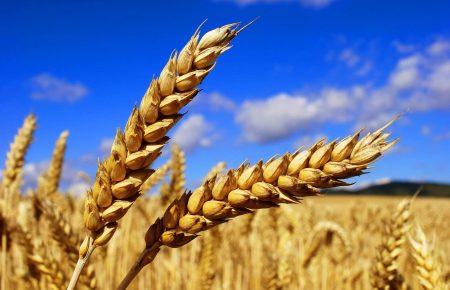 В Україні зібрали понад 55 мільйонів тонн зерна