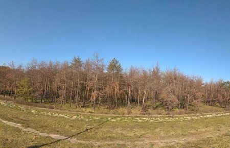 Поліція не відкрила кримінальне провадження за знищення гектару лісу у Києві