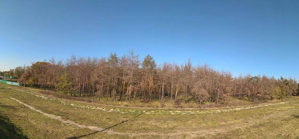 Поліція не відкрила кримінальне провадження за знищення гектару лісу у Києві