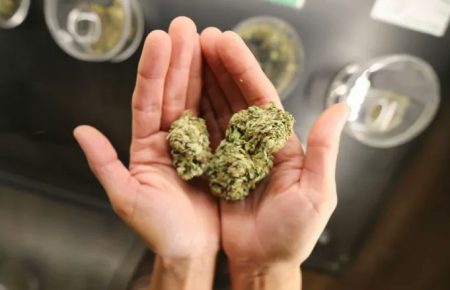 У Нідерландах розпочали експеримент, щоб спробувати повністю легалізувати марихуану