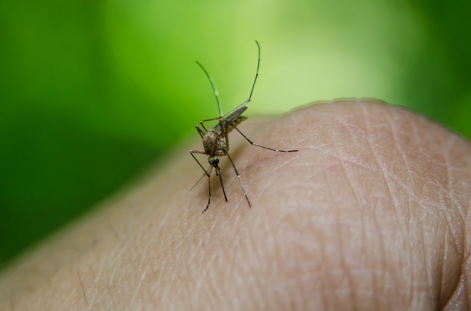 У Харківській області зареєстрували восьмий за рік випадок малярії