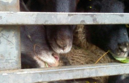 У Тульчин привезли овець, які два тижні без їжі простояли у фурі на Одещині (ВІДЕО)